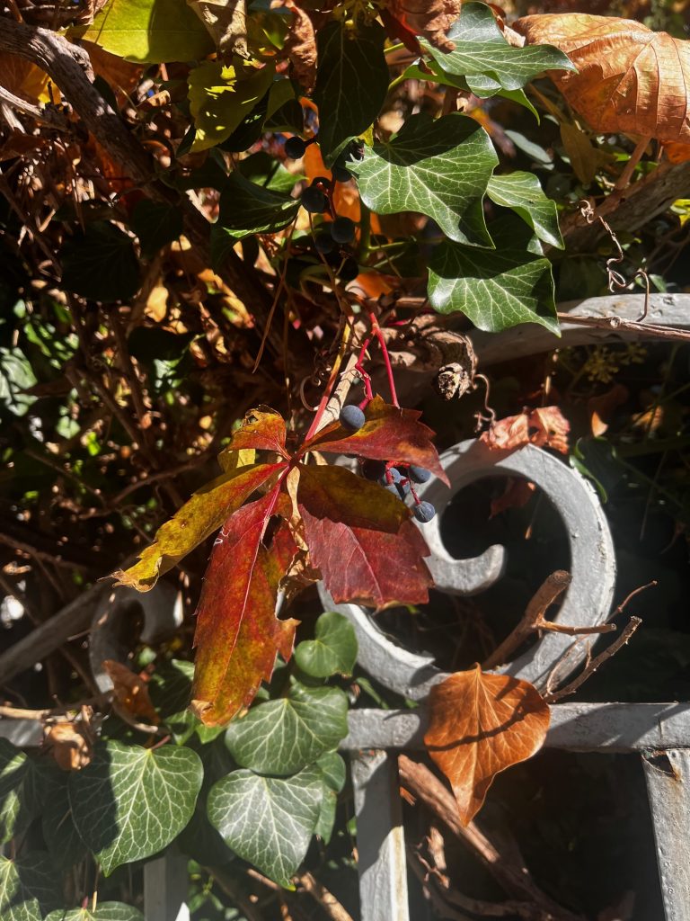 Herbstlich gefärbte Blätter vor einem kunstvoll gestalteten Zaun