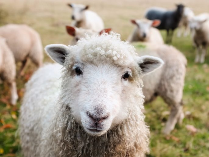 Schafe auf Wiesen in Irland - ein ideales Ziel für Busreisen