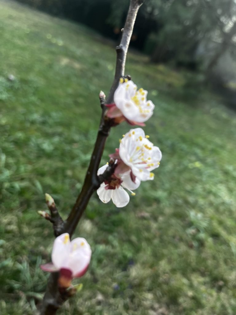 Der kleine Marillenbaum blüht auch schon