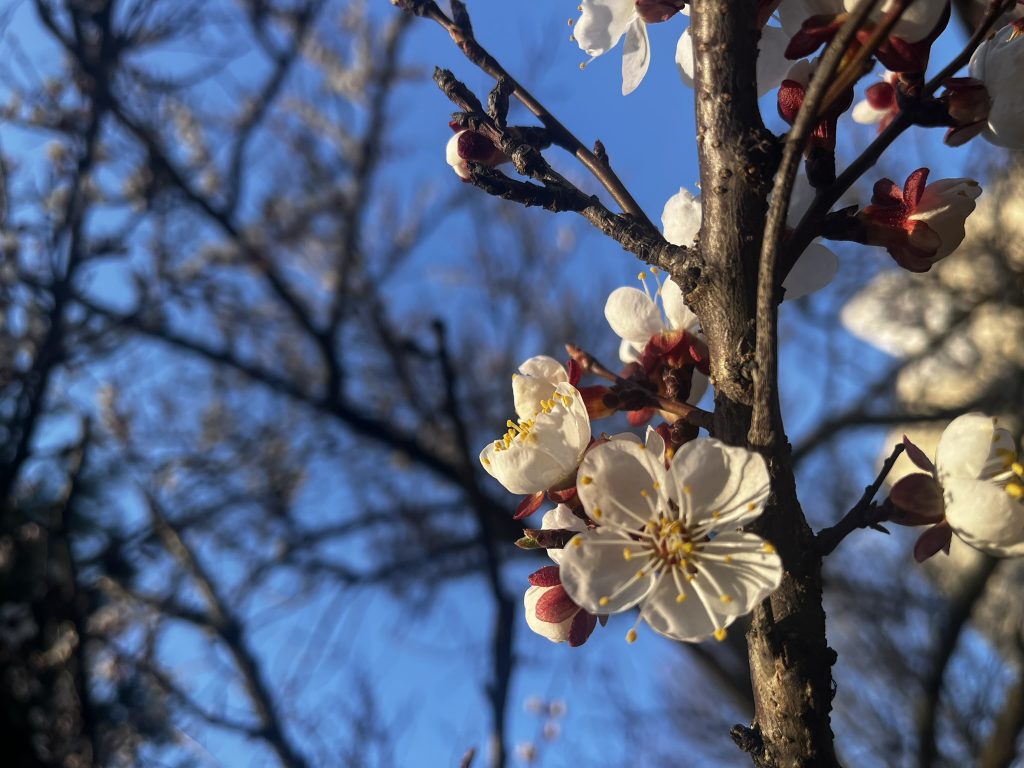 Weisse Blüten am Marillenbaum. Die Marillenblüte ist im Gang. Jetzt Busreise planen