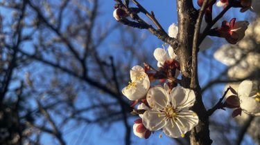 Weisse Blüten am Marillenbaum. Die Marillenblüte ist im Gang. Jetzt Busreise planen